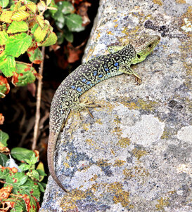 Photo by Gianni Alberti