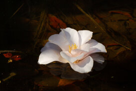 Armando Pezzarossa Camellia Japonica spp. flower pretending to be a water lily - Villa Anelli - Oggebbio VB