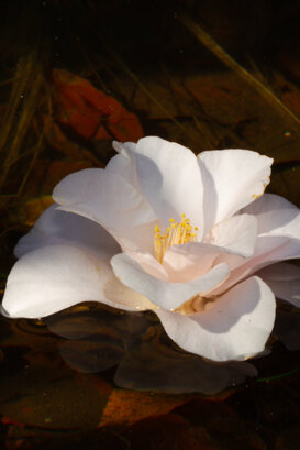 Armando Pezzarossa Camellia Japonica spp. flower pretending to be a water lily - Villa Anelli - Oggebbio VB