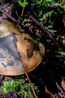 Ticino Park, Besate 2020 Fuji xt2 + 10-24 1/60 f/10 ISO 800