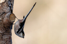 c707d868-4e37-49b7-a1ba-ed9147629559 c707d868-4e37-49b7-a1ba-ed9147629559