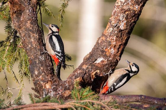 1f95e775-2751-42f0-aae0-e1bd401a2c43 1f95e775-2751-42f0-aae0-e1bd401a2c43