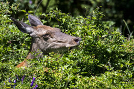 Noble Deer - Cervus elaphus Photo by Gianpiero Iacobucci