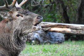 Gianpiero Iacobucci Noble deer - Cervus elaphus - Abruzzo, Lazio and Molise National Park