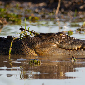 Photo by Armando Pezzarossa