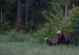 Finland: female and cubs of brown bear