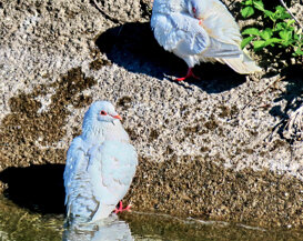 Photo by Gianni Alberti