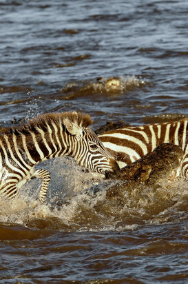 10d15478-3ad6-4a97-8068-4f1e761abf01