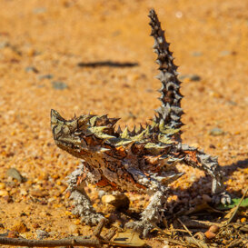 Photo by Armando Pezzarossa