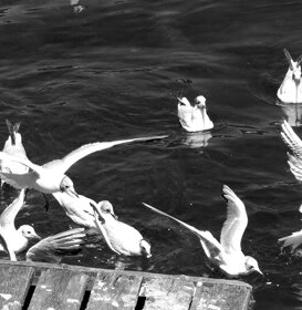 Aldo Santoro Gathering without a mask