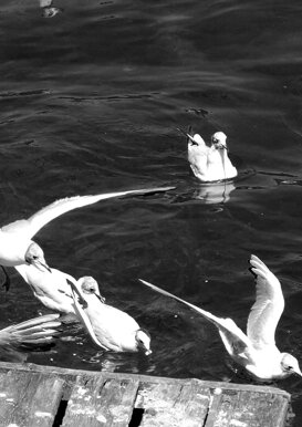 Aldo Santoro Gathering without a mask