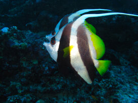 Roberto Bellu - The two Butterflyfish lovers - Heniochus acuminatus