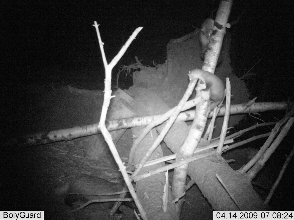 Faina - Martens foina Faina - Martens foina