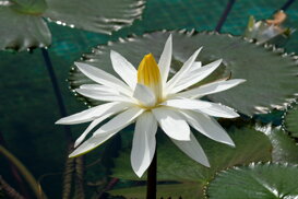 Maurizio Maraschi - Villa Taranto VB Lotus Flower - Nelumbo lutea Fuji Xt2 55-200 mm at 200 mm f/10 1/2200 ISO 1000