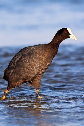 Lorenzo Marchetti Coot - Fulica atra