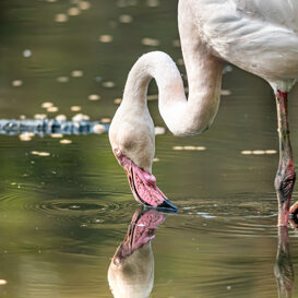 VAIN PINK FLAMINGO Nikon D500 - 300 mm F4- iso 400 - 1/1200 sec.