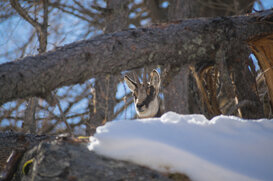 Antonio Petrone - Chamois Gran Paradiso National Park - 2019 