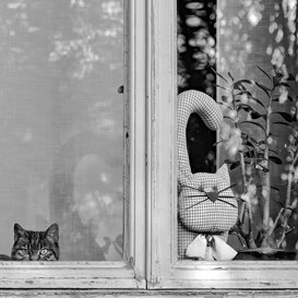 Photo by Alberto Scibona Cat stuff! – Grespi d’Adda, 2018 - © Alberto Scibona