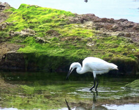 Photo by Gianni Alberti