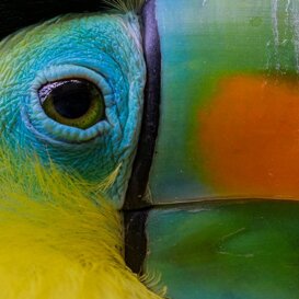 Toucan - Ramphastos toco Sant' Alessio Oasis (PV) Canon 1DX II - EF 100/400 4.5/5.6 II - 1/100 f10 ISO1600 at 400mm