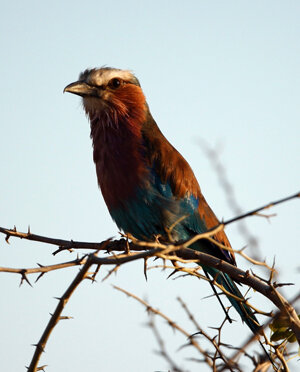 eyJpdCI6IiJ9 eyJpdCI6IiJ9