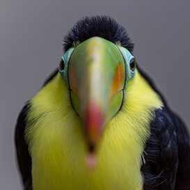 Toucan - Ramphastos thoco Sant' Alessio Oasis (PV) Canon 5D mark III - 70-200 2.8 EF II - 1/125 f2.8 ISO160 focal length at 175mm