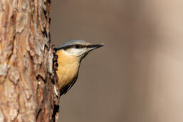 27bf29c8-c083-4583-8aad-94209fdd6295 27bf29c8-c083-4583-8aad-94209fdd6295