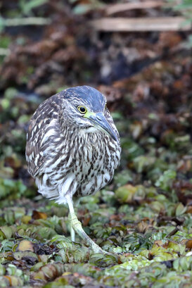 Australia - Eastern Little Bittern (female) Photo by Lorenzo Marchetti
