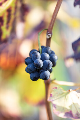Giovanni Zanoli Last bunches of Croatina in the vineyards of Rocchetta di Mondondone