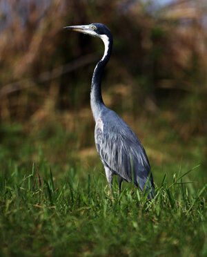 eyJpdCI6IiJ9 eyJpdCI6IiJ9