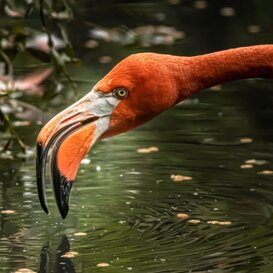 RED FLAMINGO Nikon D500 - nikon 300 mm F4 - iso 2500 - 1/1250 sec.
