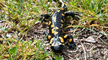 b6f0fd96-2fbc-45a0-9d49-711ee794b004