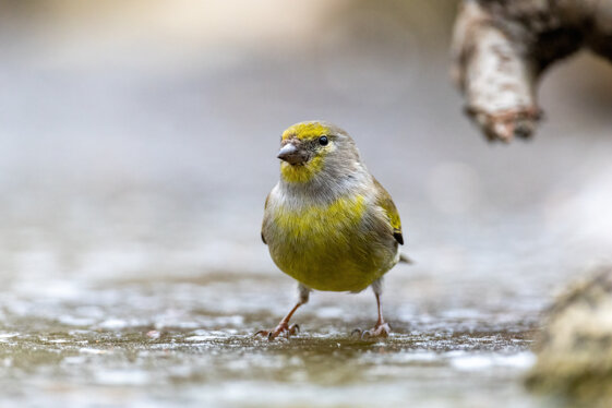 7e36cd94-e22b-4b56-81c3-0418e45e1c61 7e36cd94-e22b-4b56-81c3-0418e45e1c61