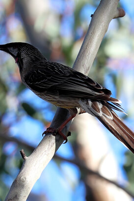 Australia - Scrub robin Photo by Lorenzo Marchetti