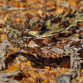 Photo by Armando Pezzarossa