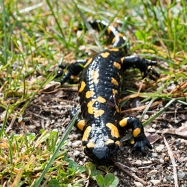 Photo by Luca Di Pinto Spotted salamander - Salamandra salamandra