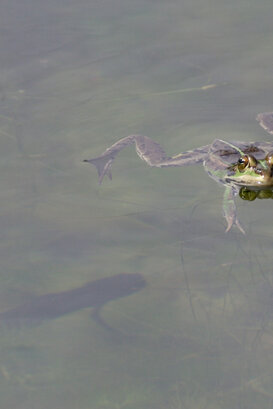 Frog and newt Photo by Lorenzo Marchetti