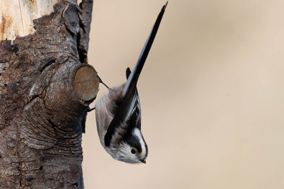 c8aebb4d-8fbd-4e18-a0a4-783770d98301 c8aebb4d-8fbd-4e18-a0a4-783770d98301