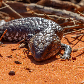 Photo by Armando Pezzarossa