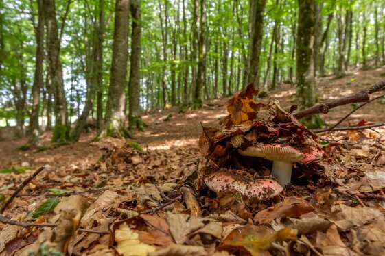 442637b9-987e-46d9-8c33-baf28409d3a6