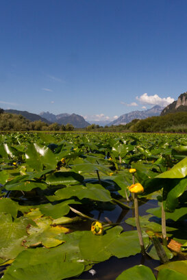 Photo by Armando Pezzarossa