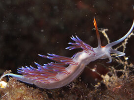 Roberto Bellu - nudibranch Cratena Nudibranch mollusk - Cratena peregrina