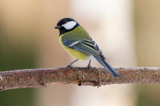 9ee1125c-787e-462d-bb47-572959dcec1b 9ee1125c-787e-462d-bb47-572959dcec1b