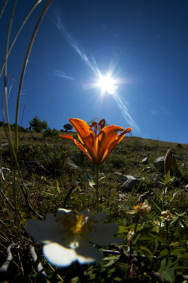 St. John's Lily - Lilium croceum Photo by Gianpiero Iacobucci