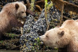 Armando Pezzarossa Grizzly (female and cub) intent on feeding on mussels - British Columbia Knight Inlet