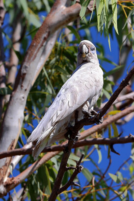 Australia - Lesser cockatoo Photo by Lorenzo Marchetti