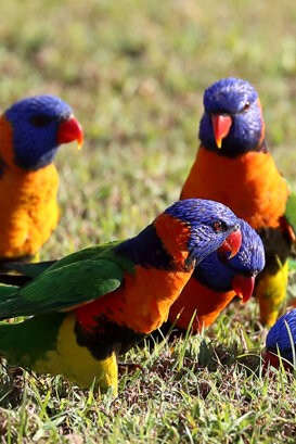Australia - Swanson's Lorikeet Photo by Lorenzo Marchetti
