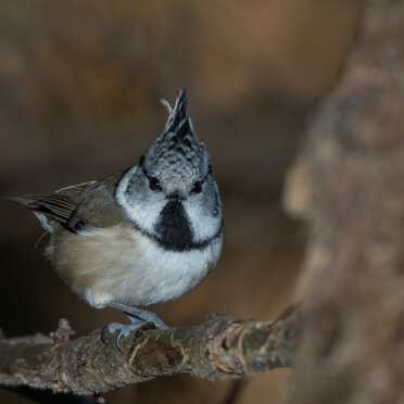 Cincia dal ciuffo Cincia dal ciuffo