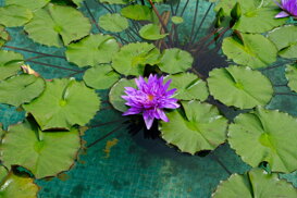 Maurizio Maraschi - Villa Taranto VB Lotus Flower - Nelumbo nucifera Fuji Xt2 with an 18-55 at 55 mm f/8 1/1400 ISO 1000
