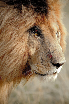 20c3df3e-e00c-4805-8aba-f269641aa280